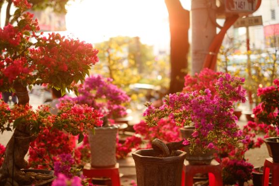 Flowers on display during the Vietnamese Tet festival
